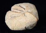 Ova canaliferus (LAMARCK 1816) - Bild © FossNet FossilienStore